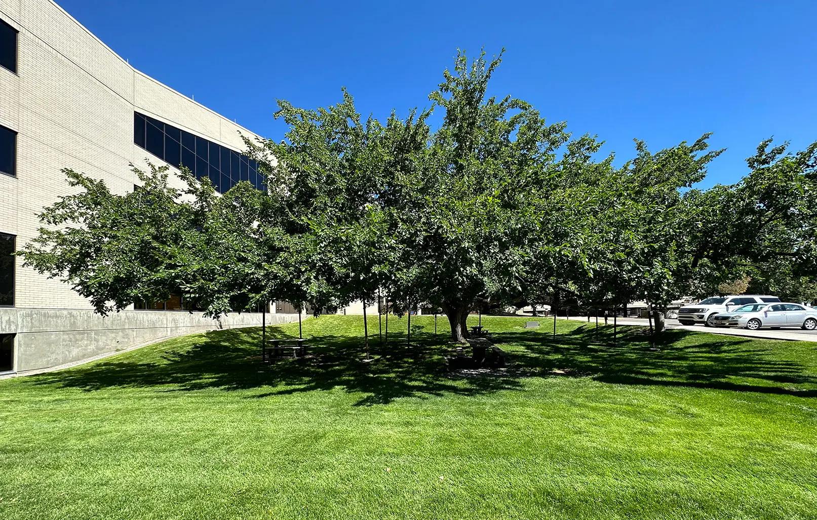 Elm tree side view outside of the Utah County Administration Building