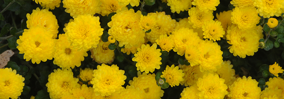 Beautiful yellow flowers